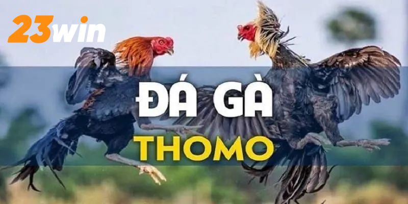 Đá gà Thomo vài nét tổng quan 